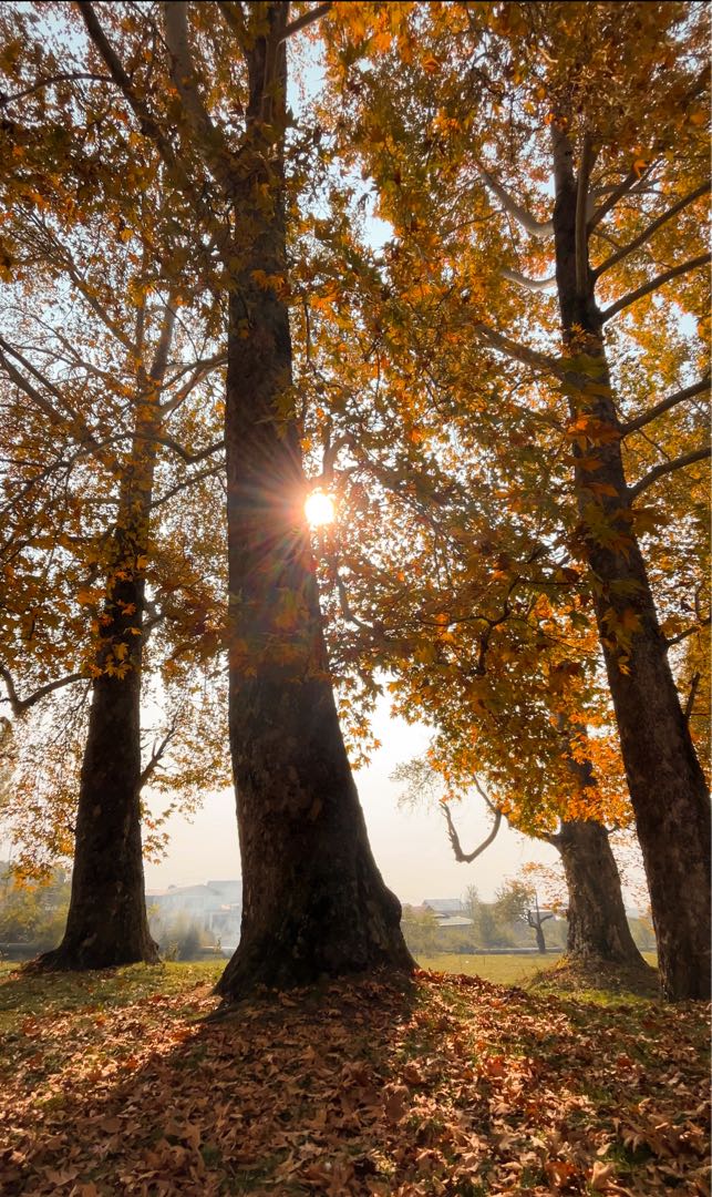 autumn at its peak 