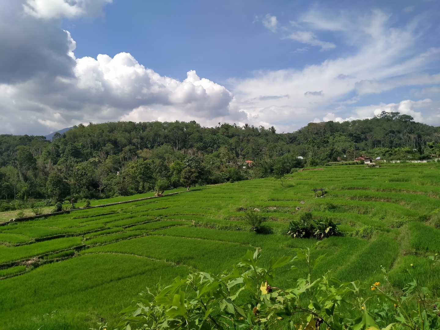 Pemandangan Sawah Yang Hijau