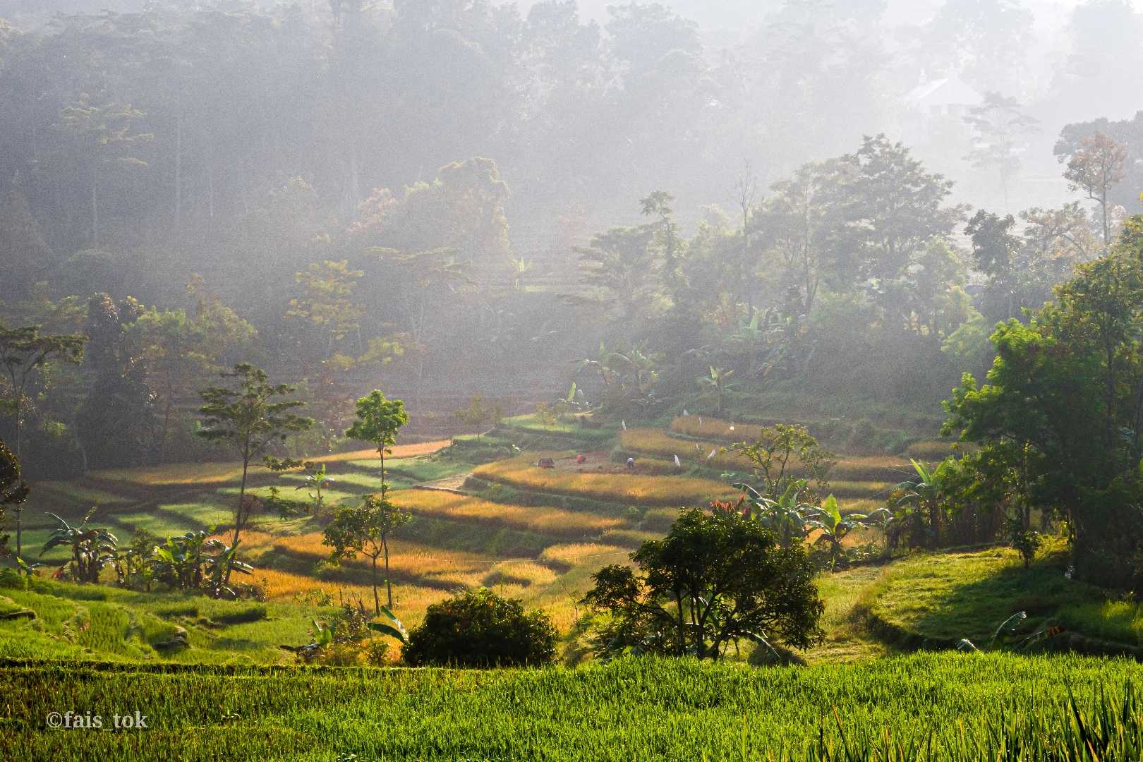 persawahan