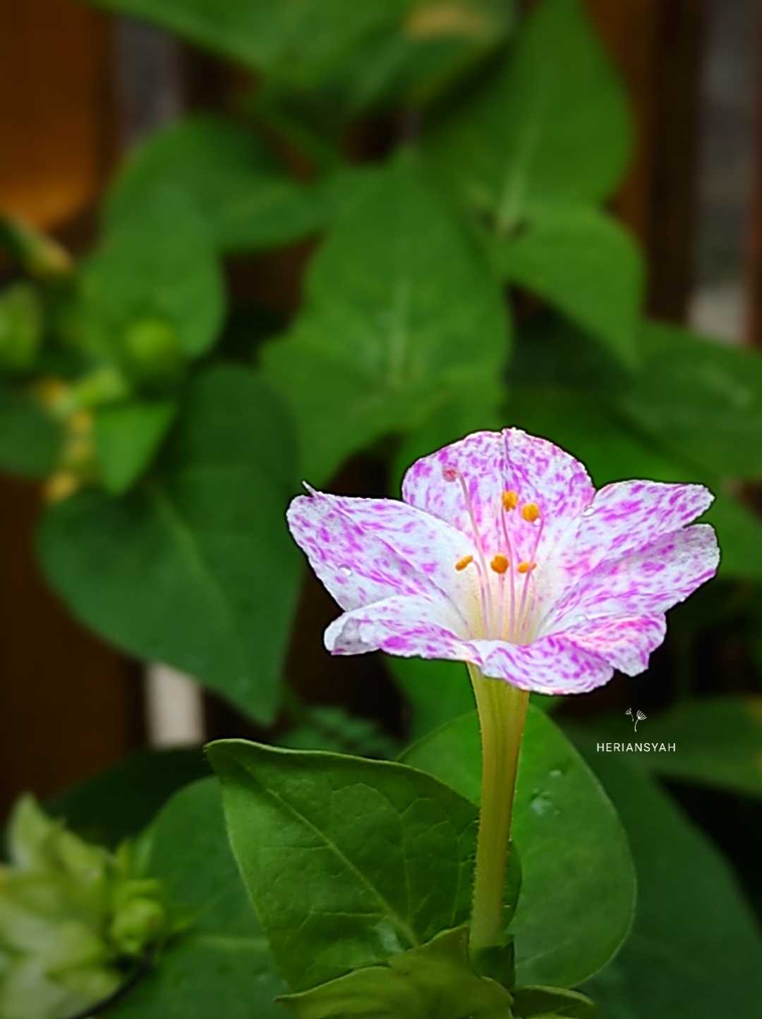 A Flower
