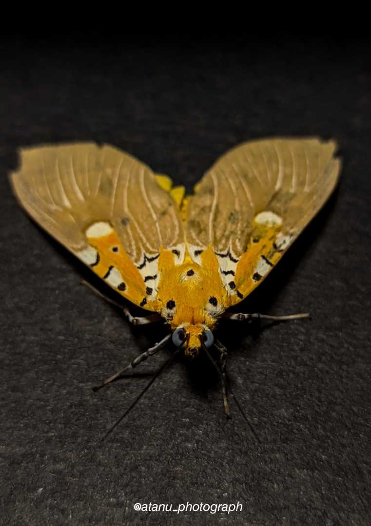 🦋