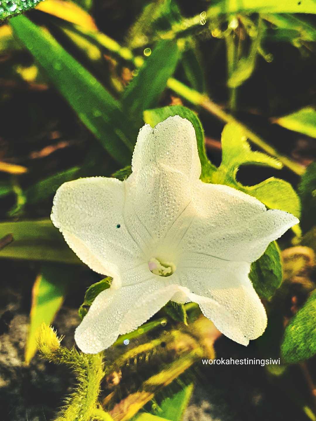 Thunbergia Fragrans- Nature