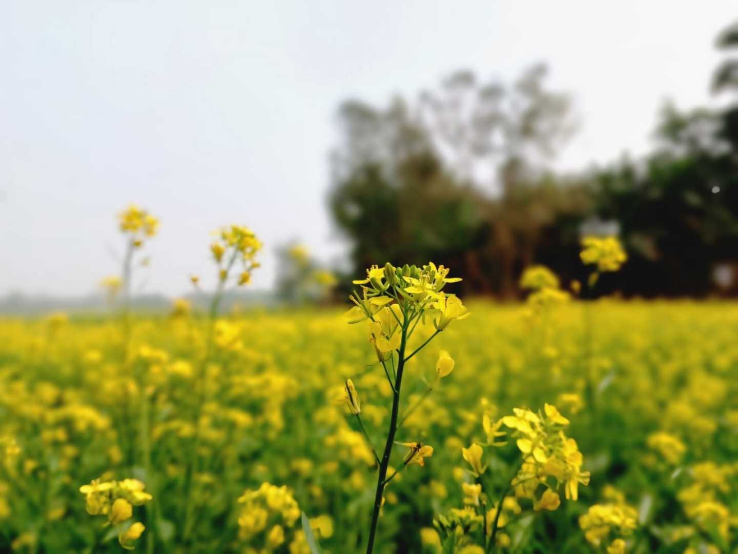 Nature Photography 