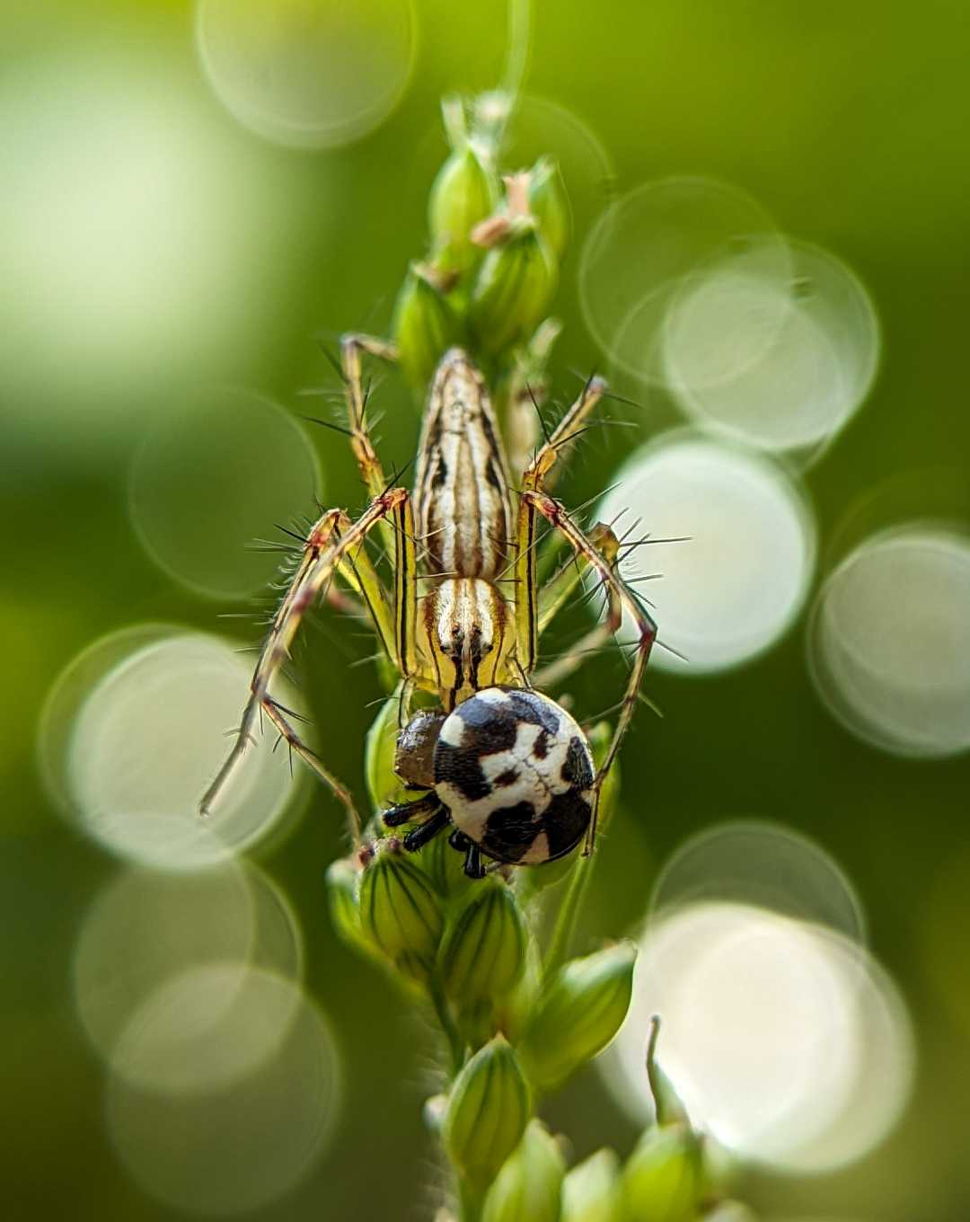 Lynx spider📸
