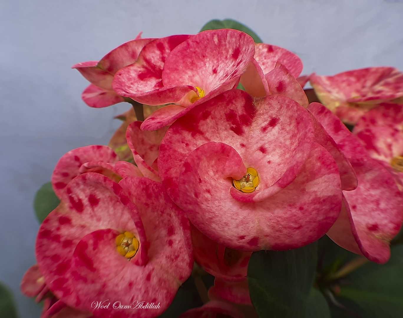 Euphorbia milii