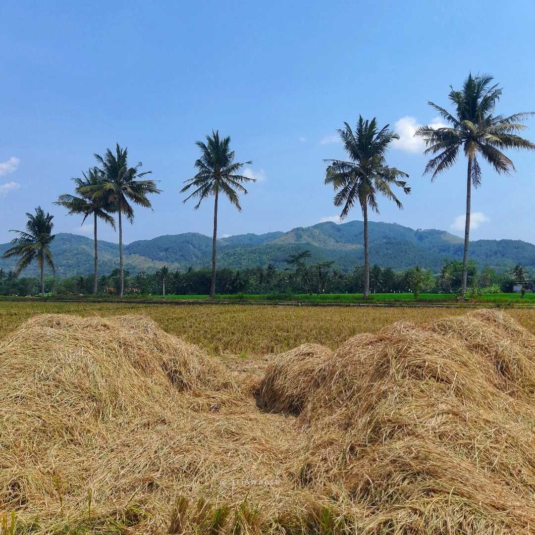 Sawah
