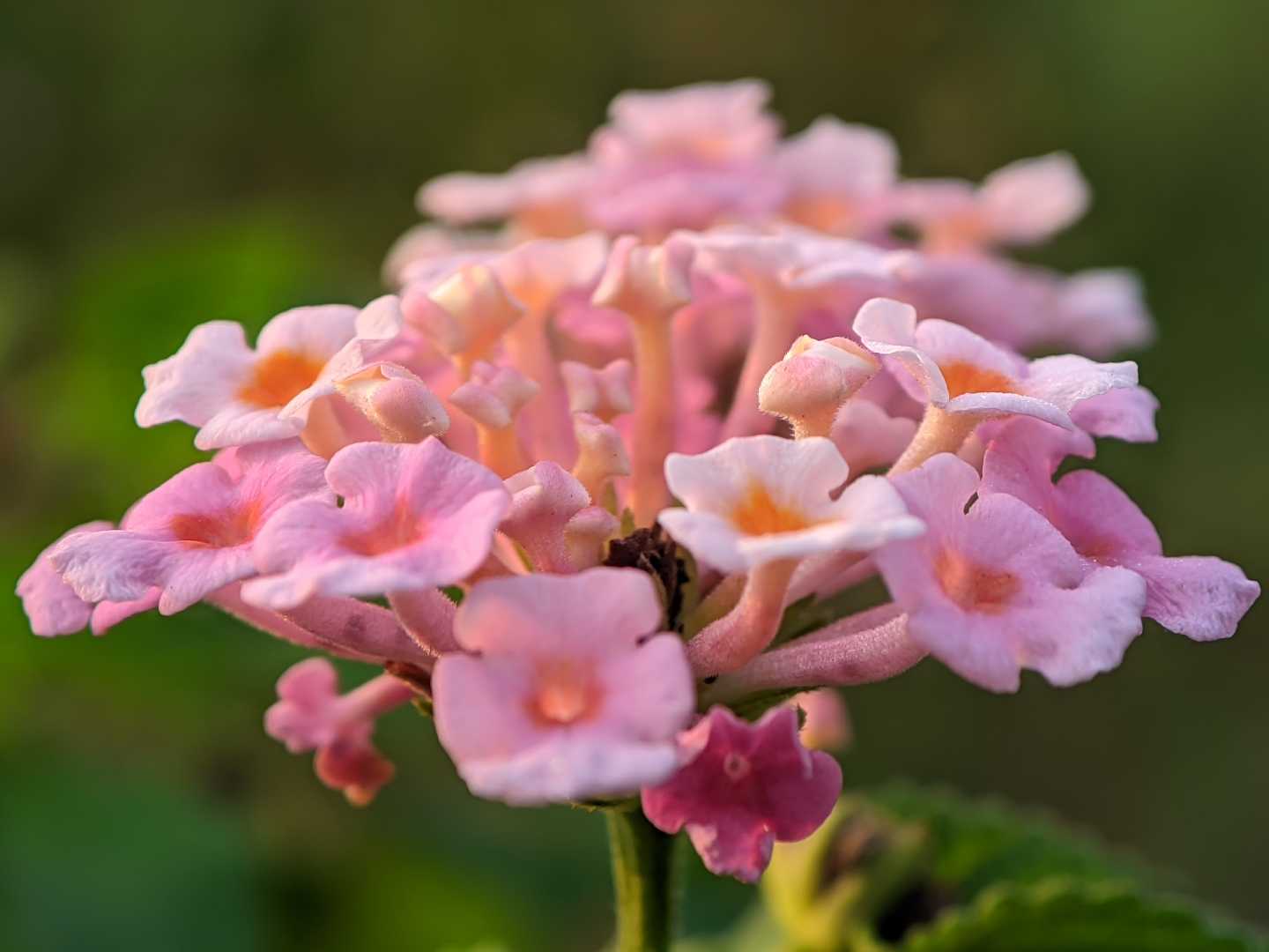 lantana