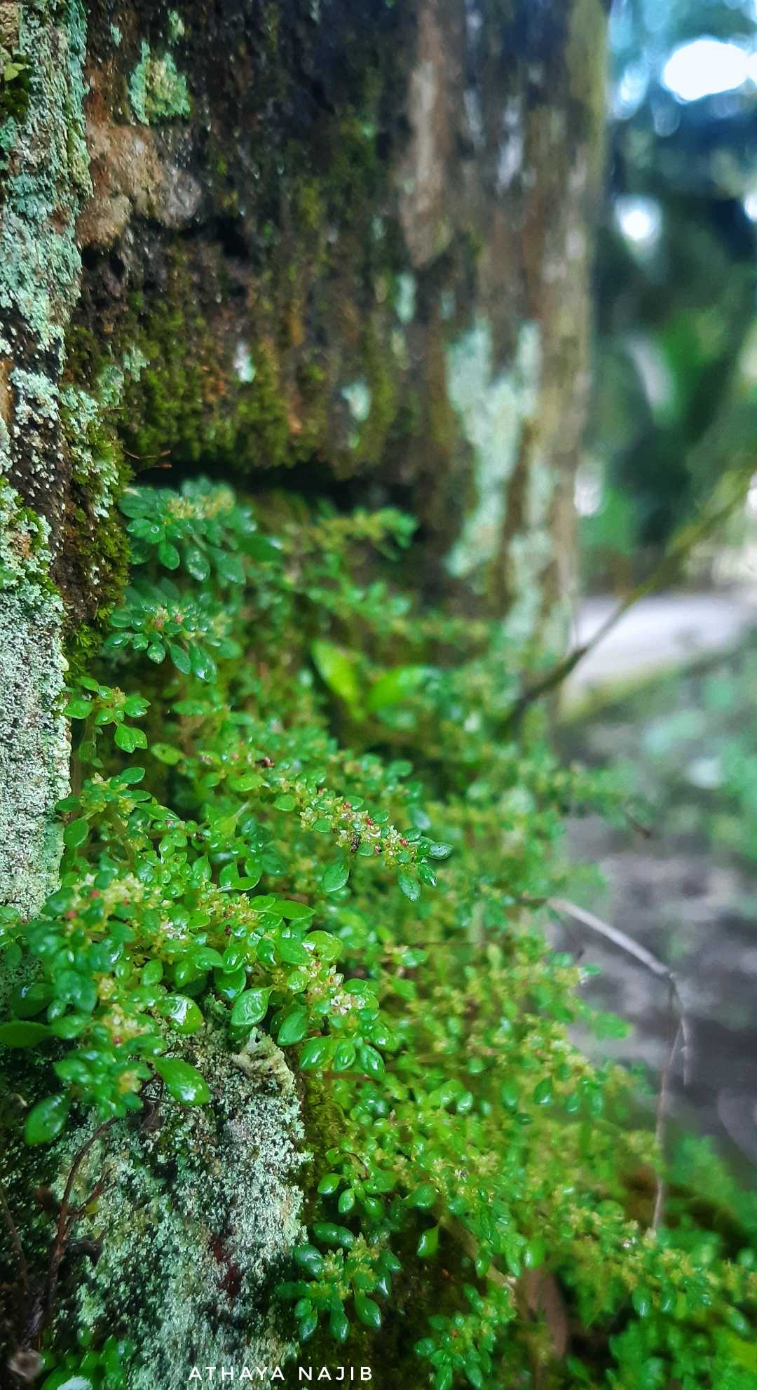 rumput liar
