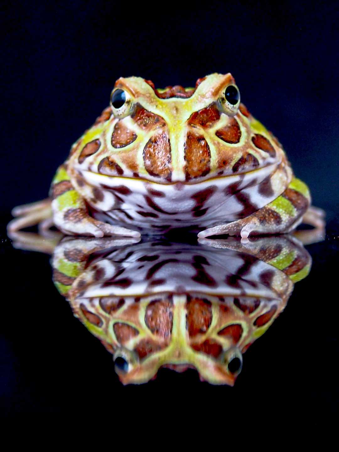 katak tanduk albino atau Pacman 