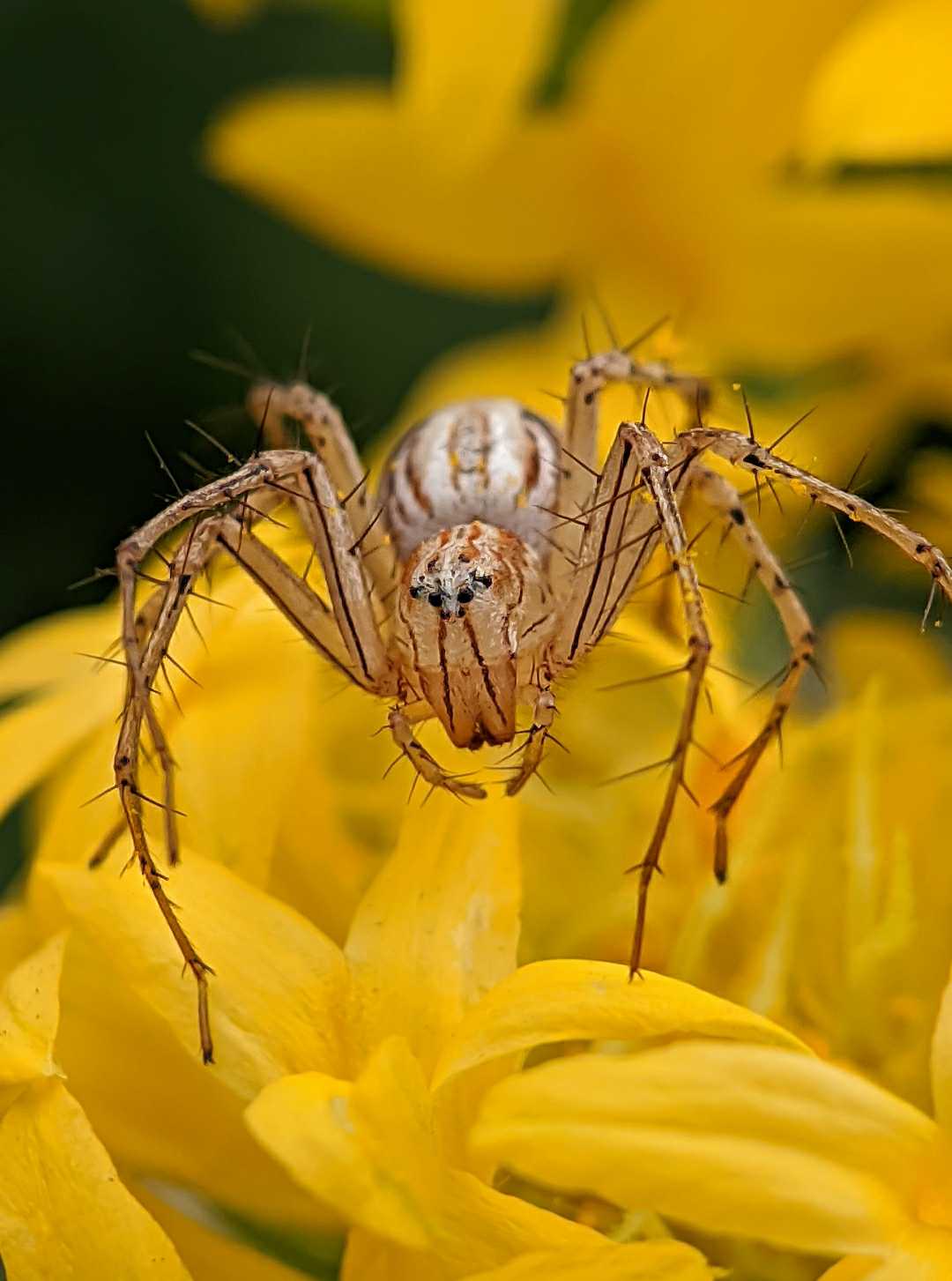 Lynx Spider 