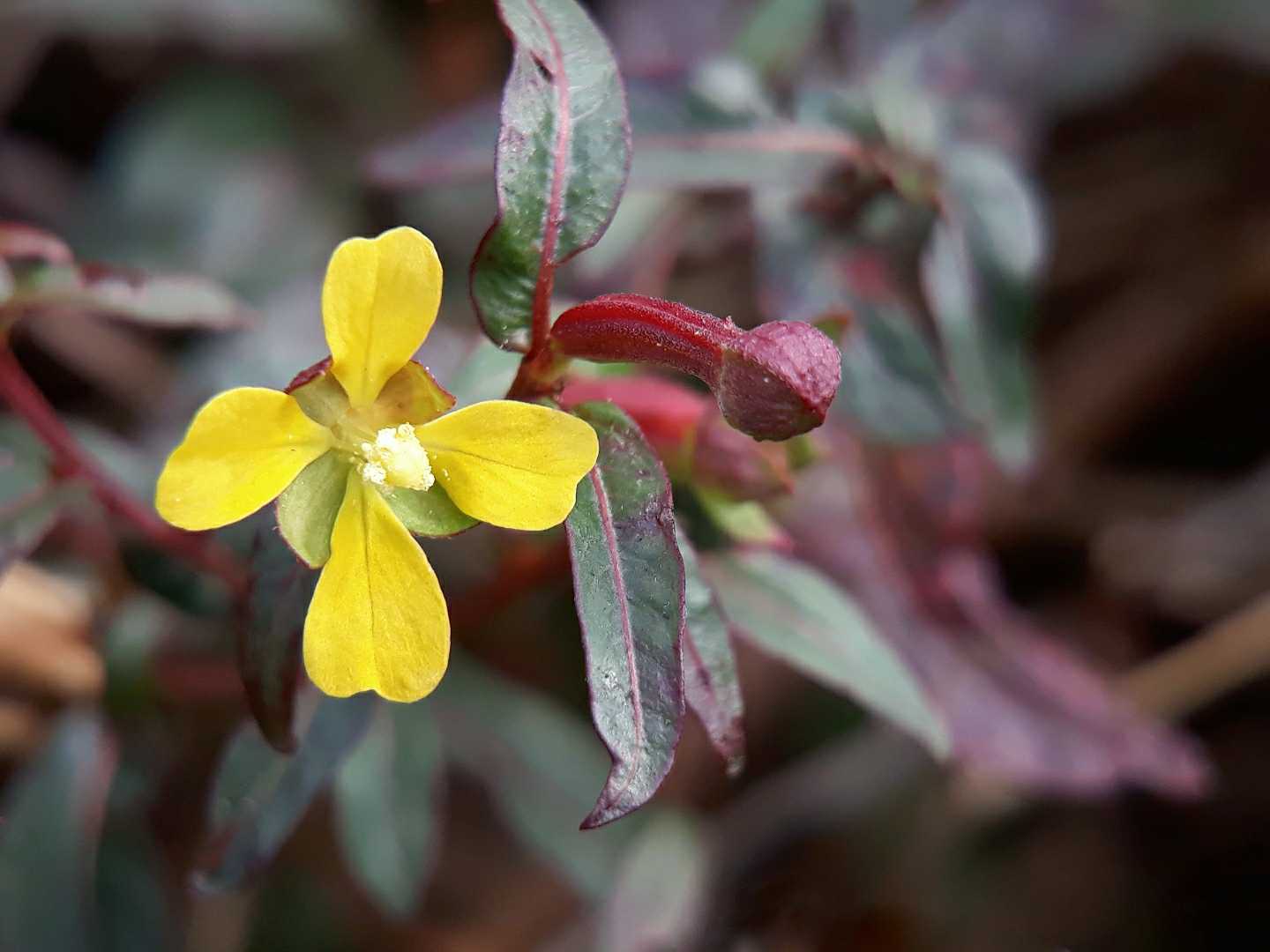 Ludwigia decurrens 