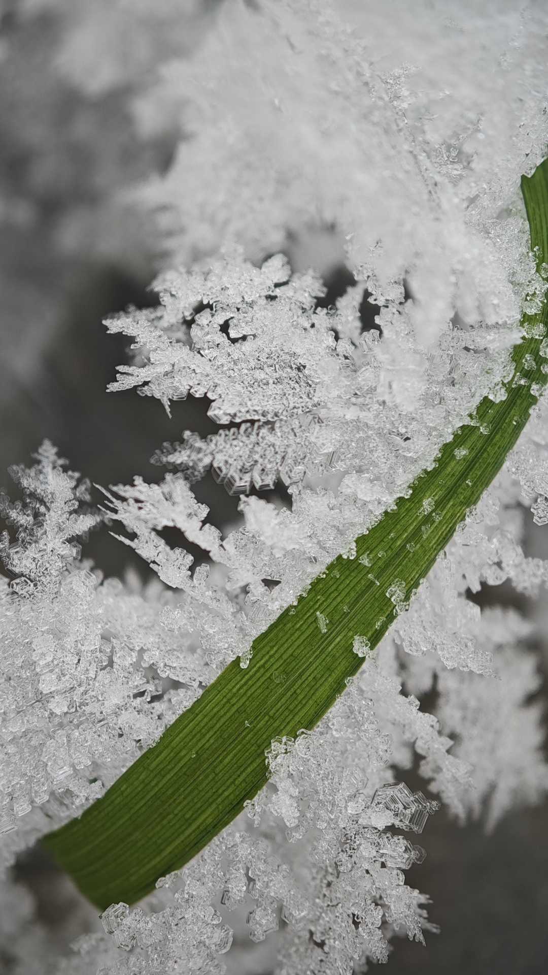 Beautiful frozen grass ❄️