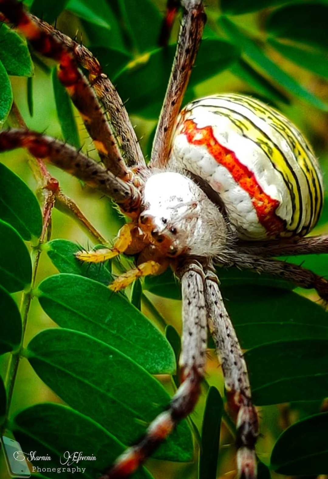 Argiope Keyserling ( Spider )