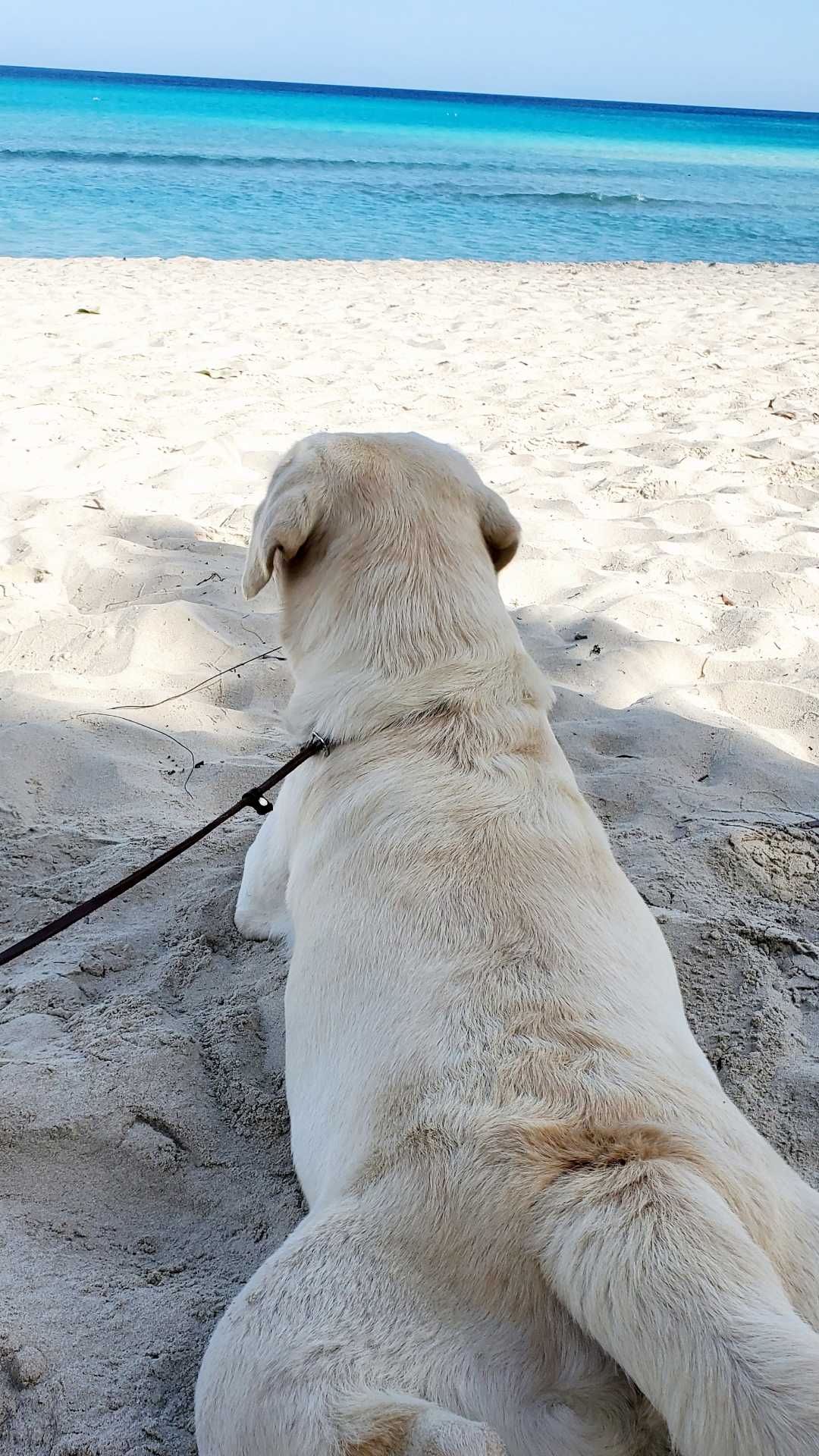 🐶🐕🐕‍🦺