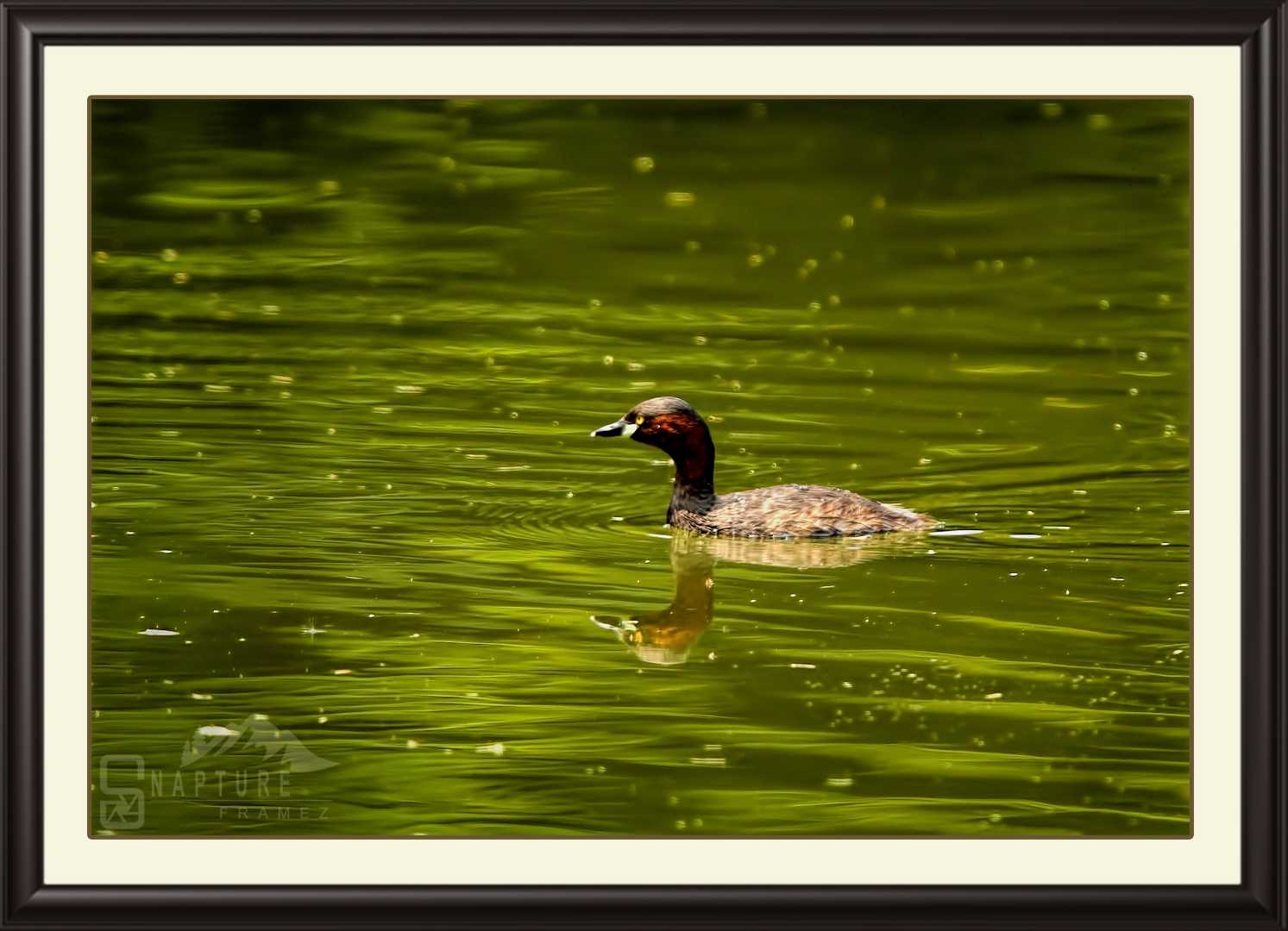 Little Grebe