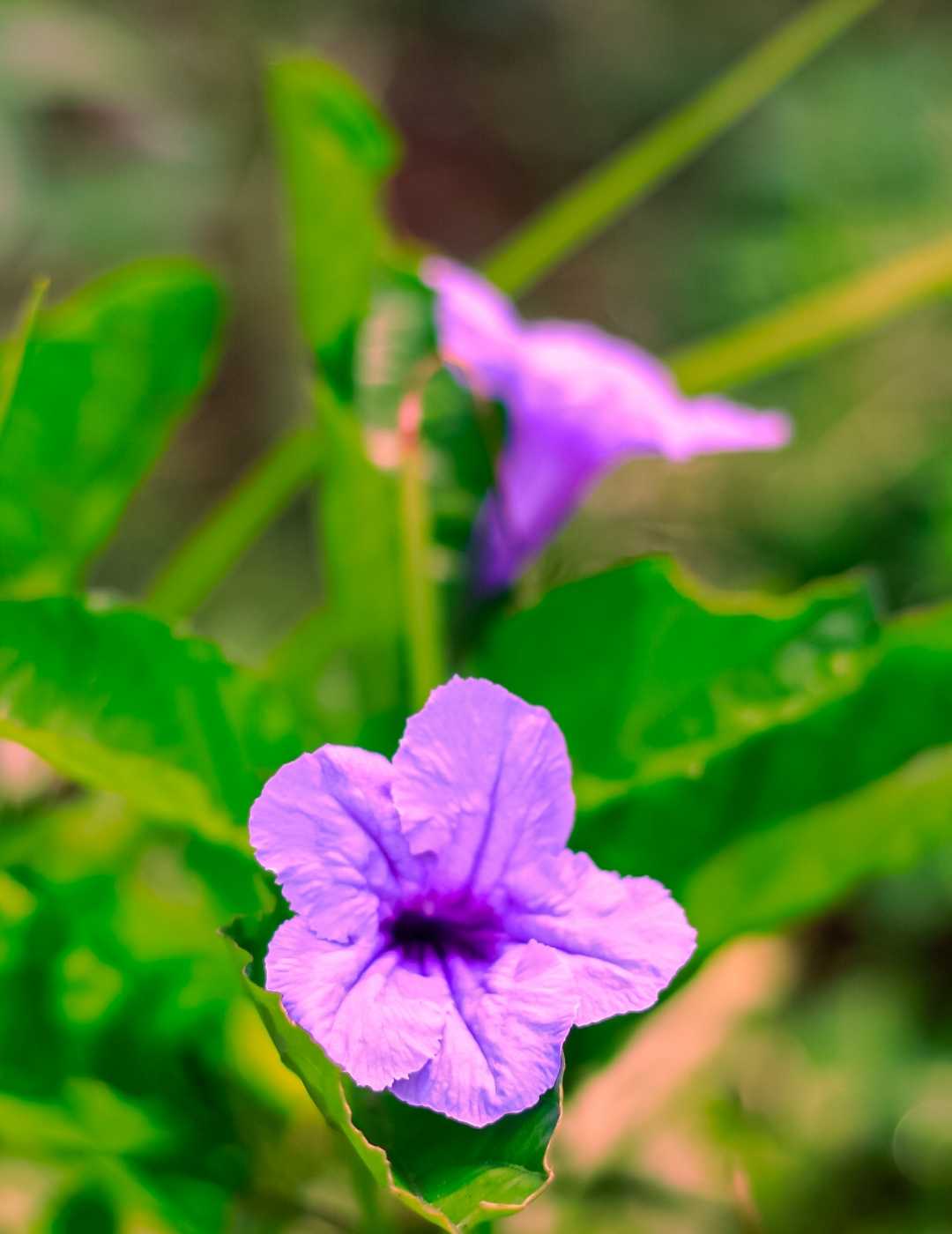 Ruellia tuberosa 