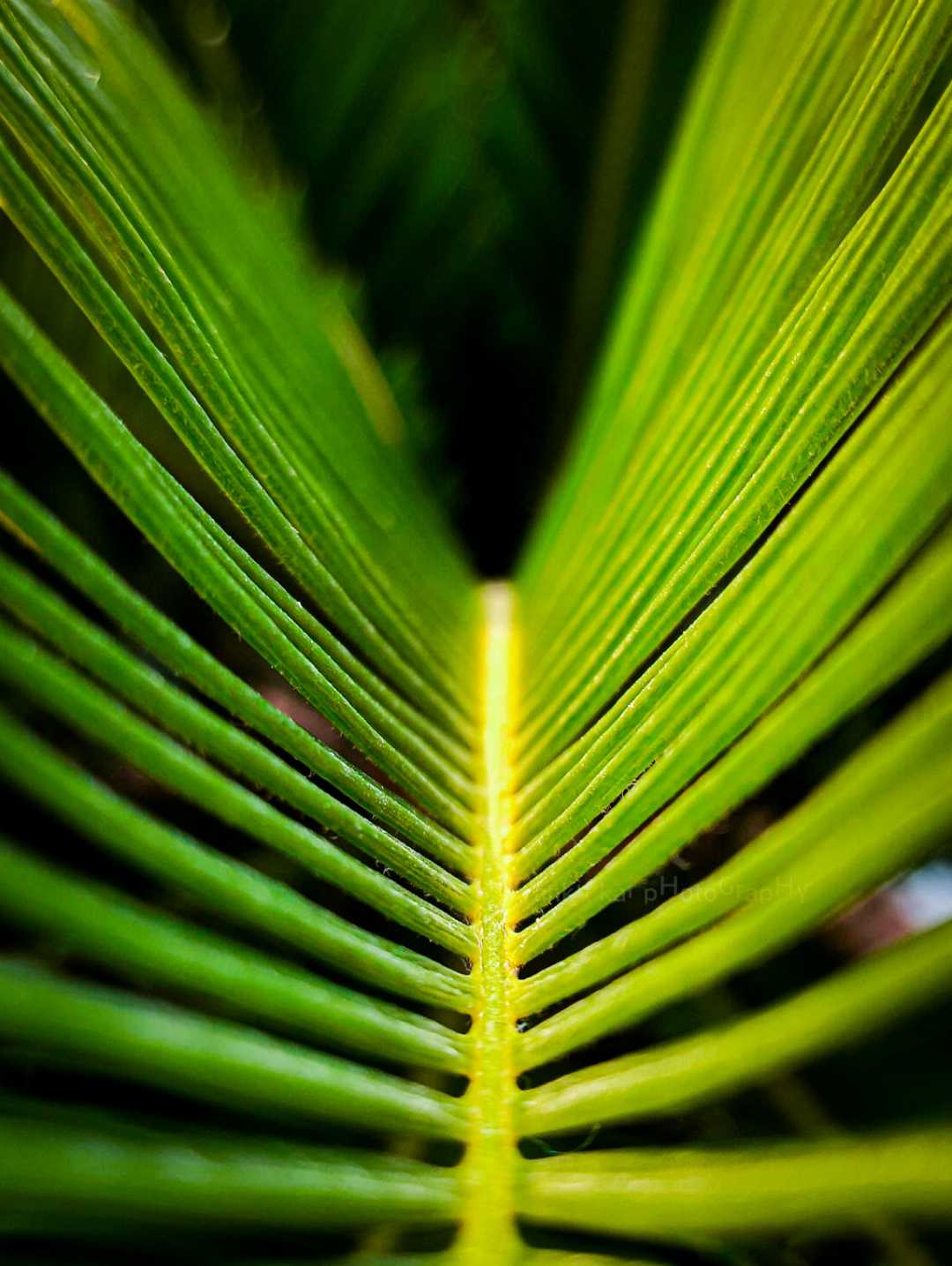 The Beautiful symmetry in nature 🌿