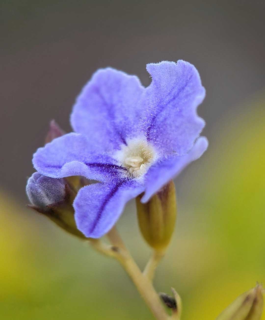 Duranta Erecta 