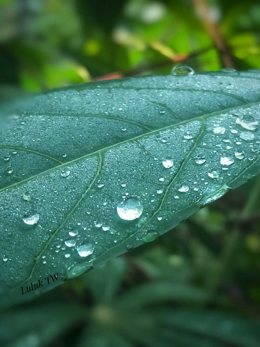 Tetesan embun di atas daun