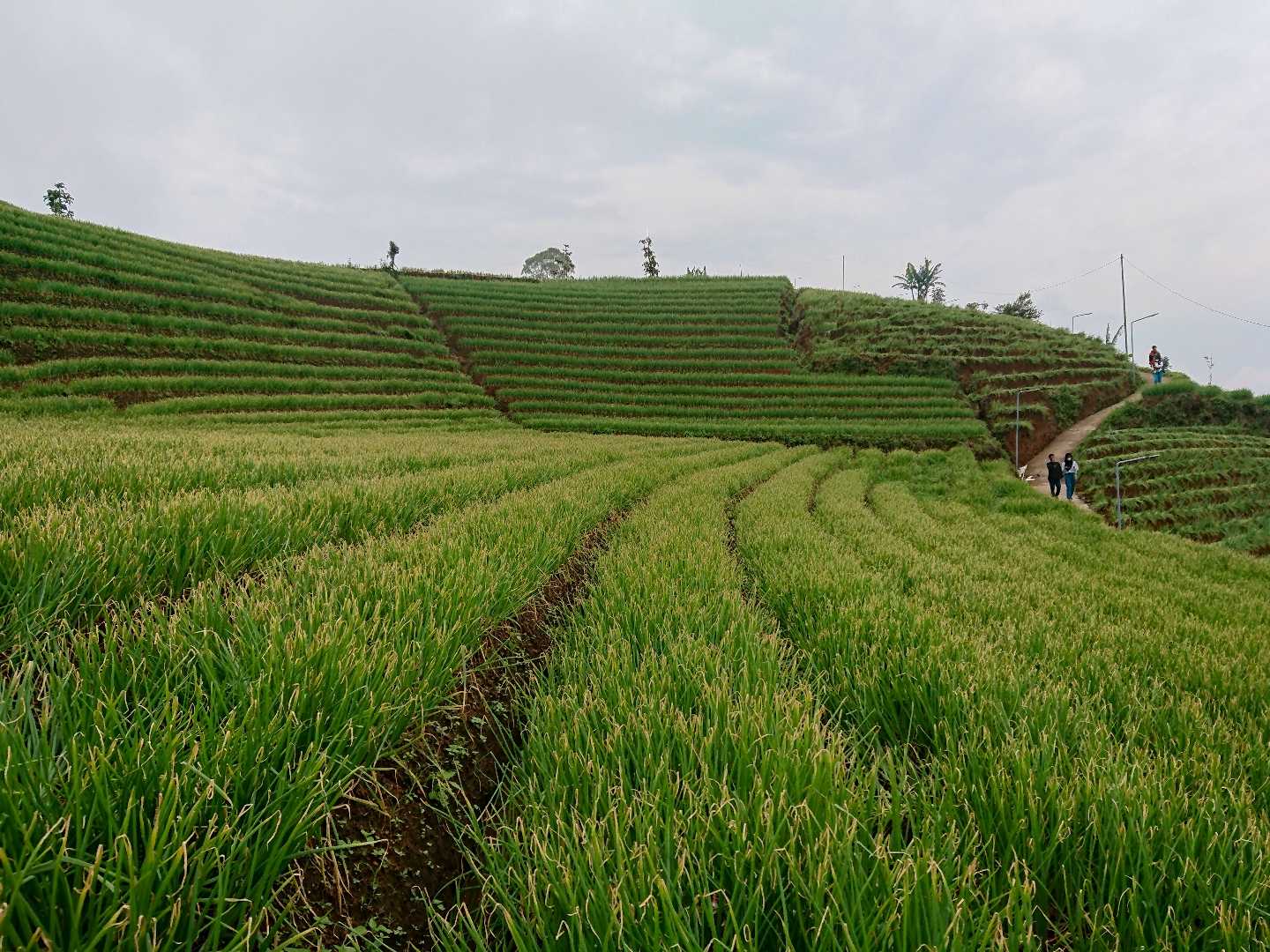 wisata terasering 