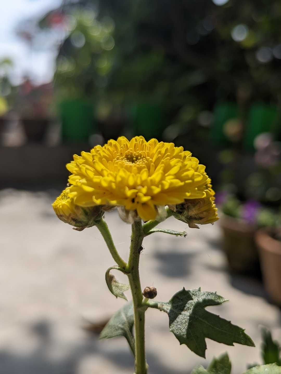 Dahlia Plant 