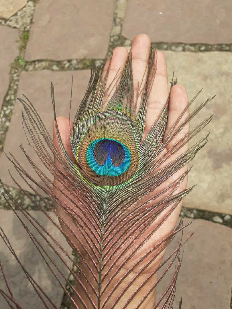 peacocks feather