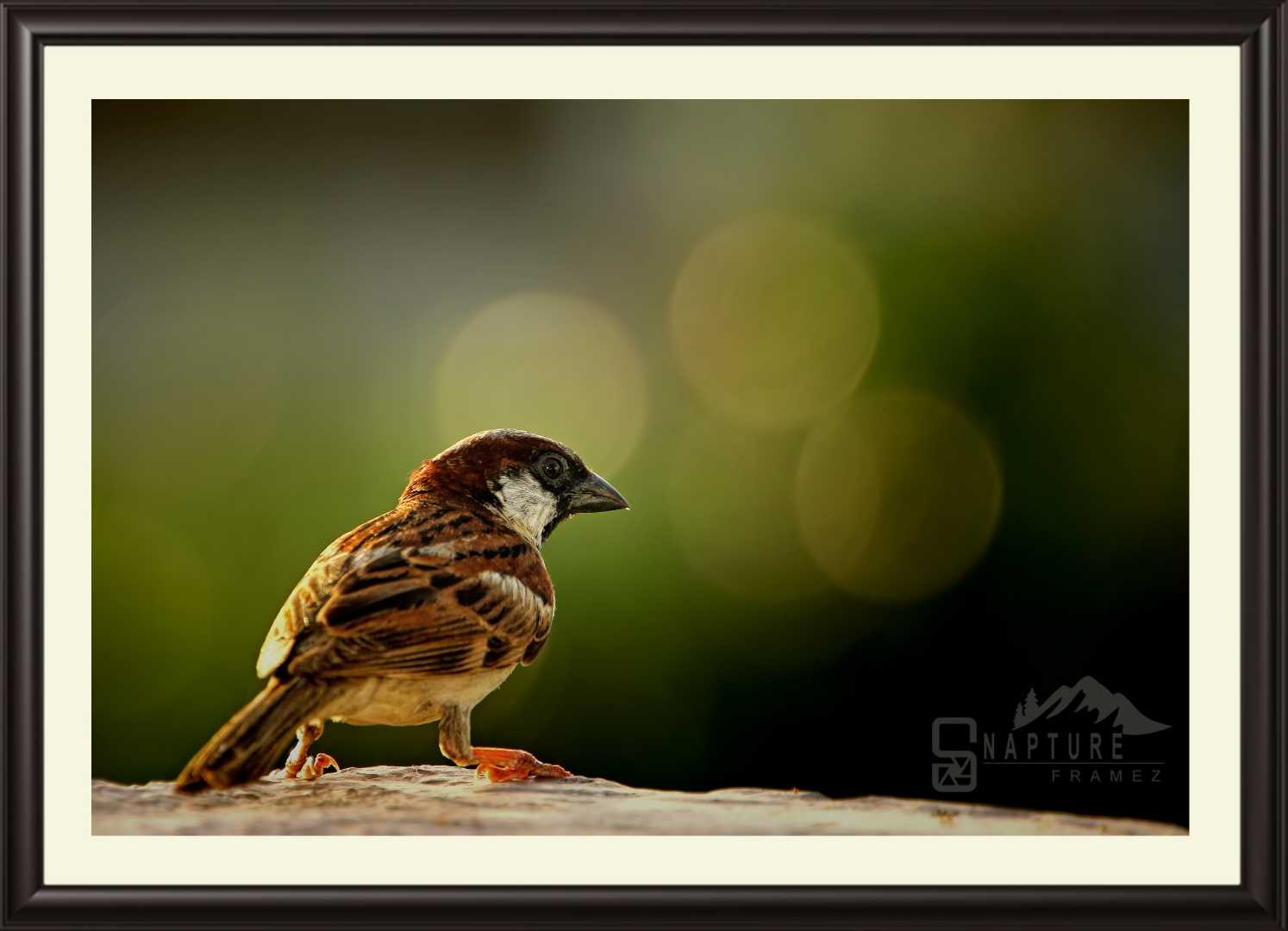 Sparrow