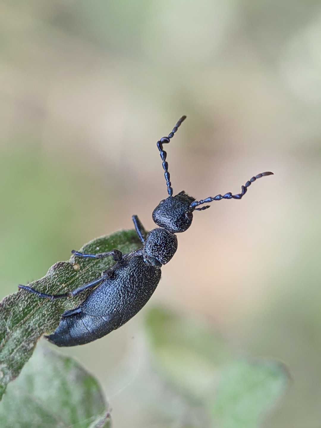 CYAENOLYTTA