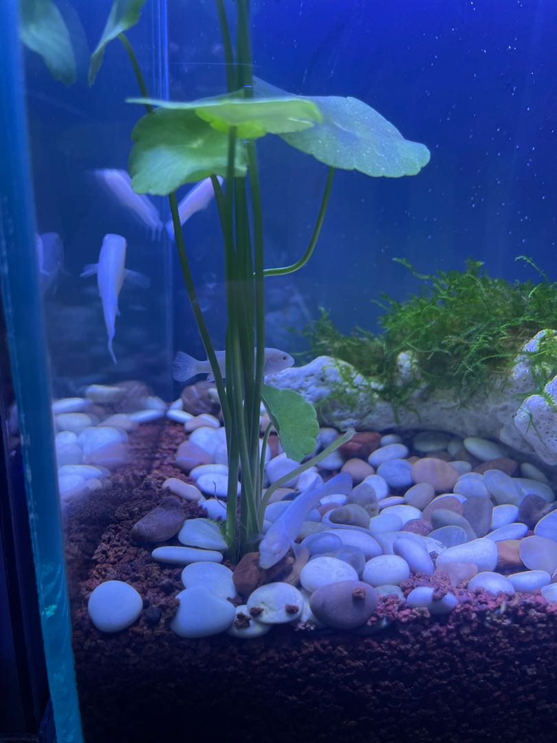 fish