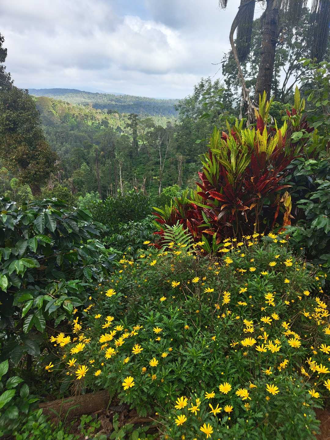 mountain view coffee plantation 