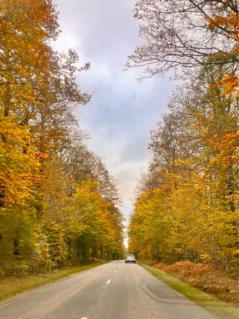 Forêt en automne