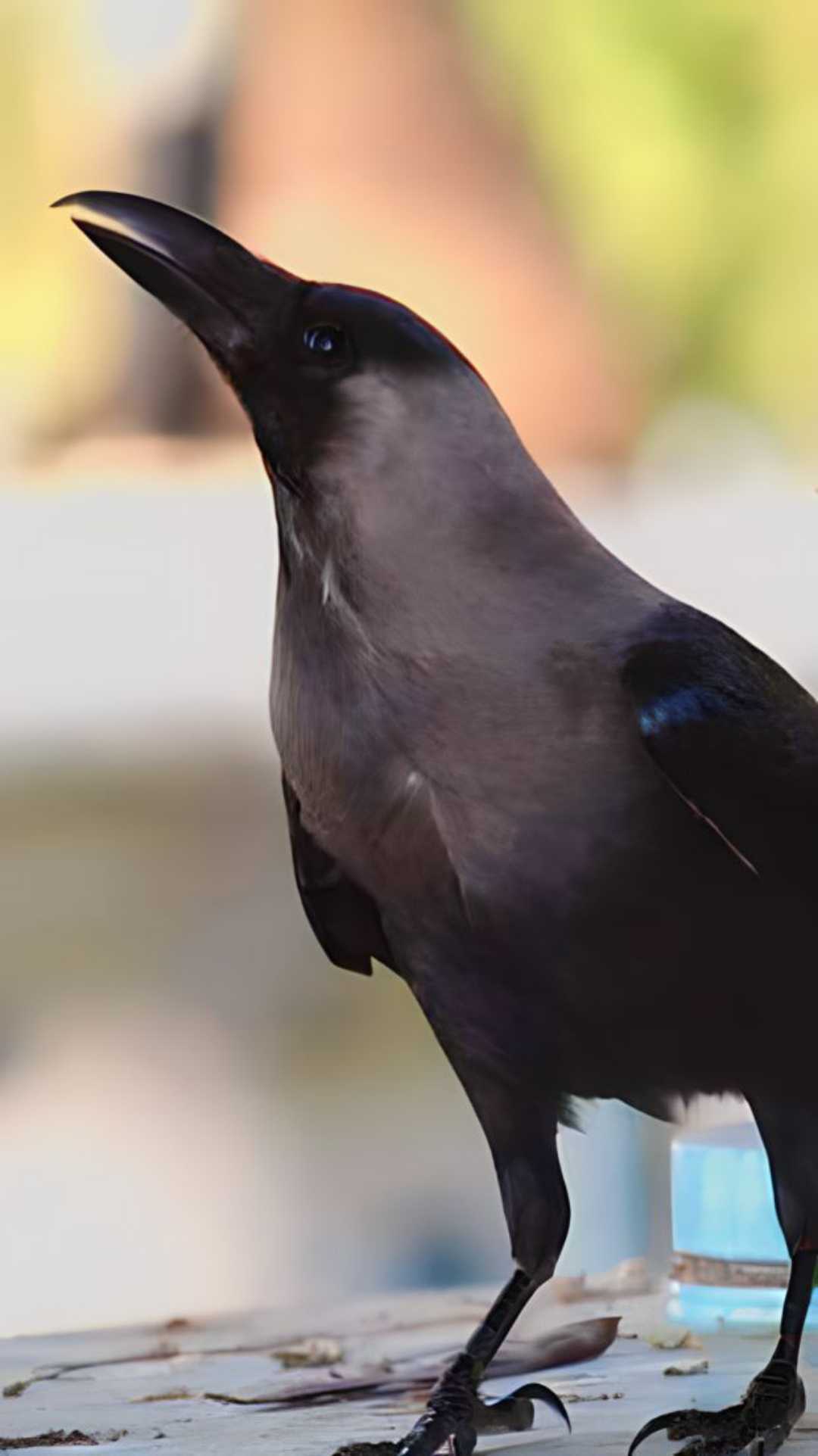 c for crow | arijit2000