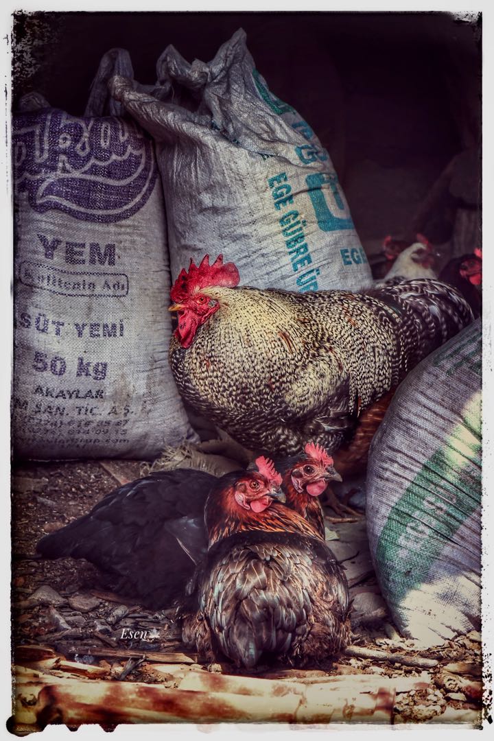 #animal #photo 