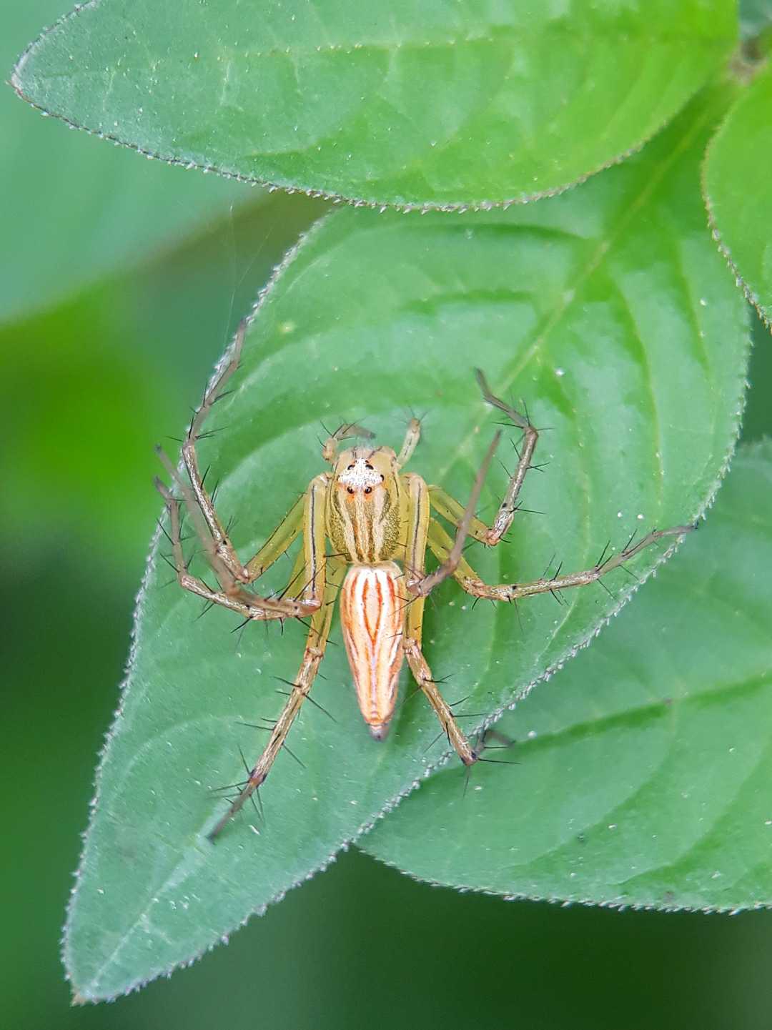Oxyopes