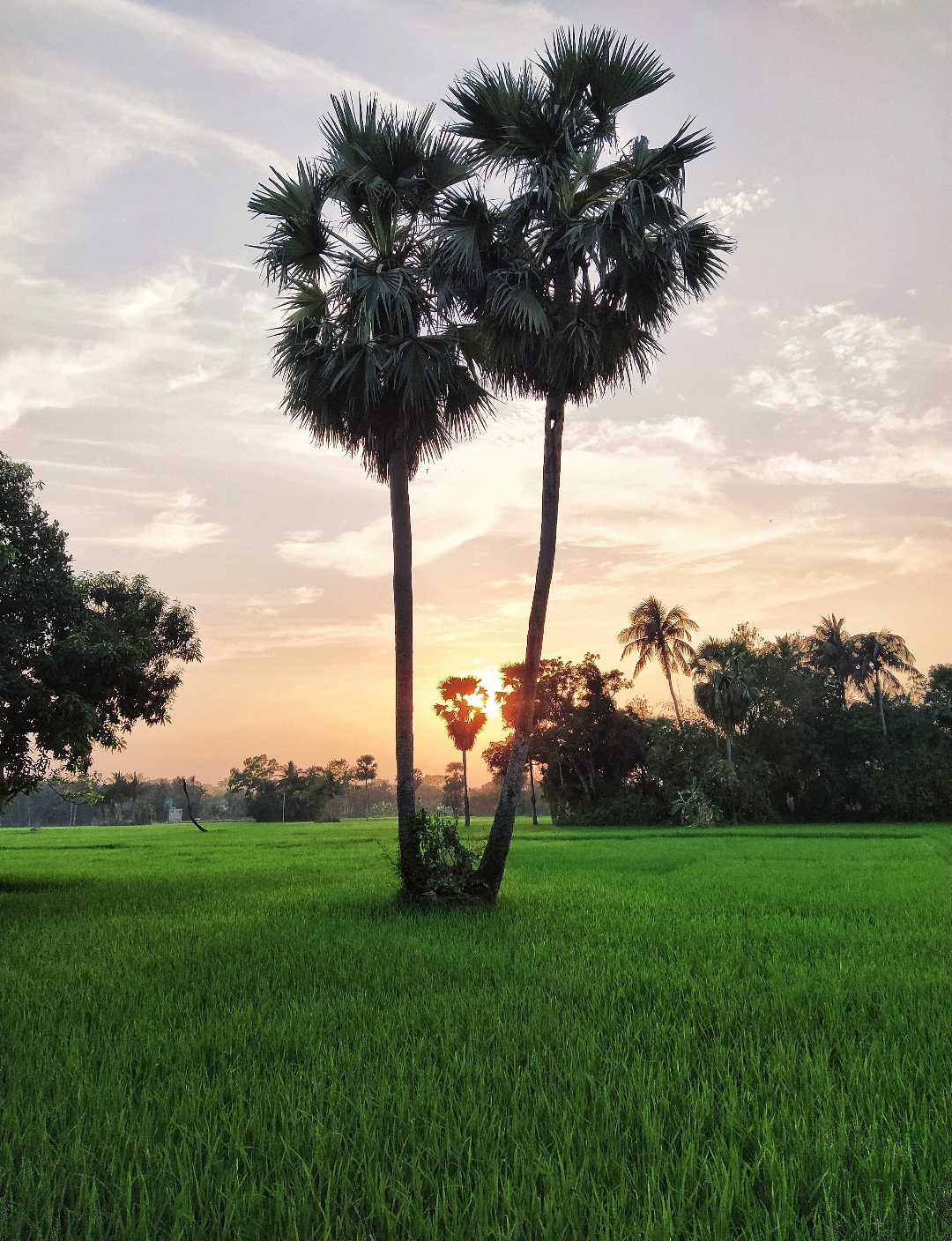 সবুজের মাঝে 🍃💚