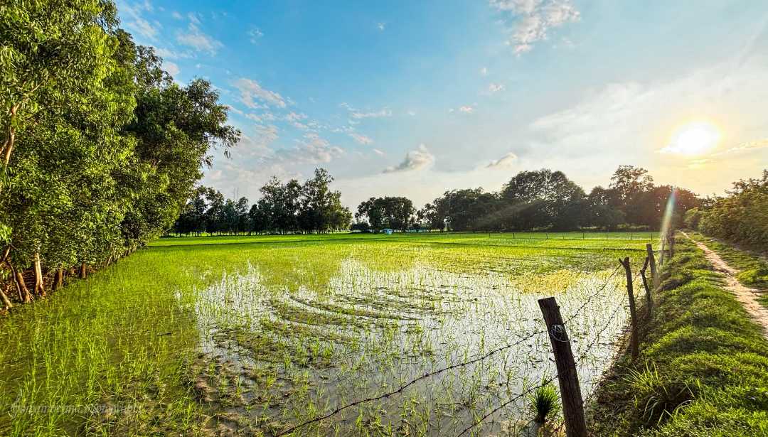 Beauty of our field 🛤️😊❤️