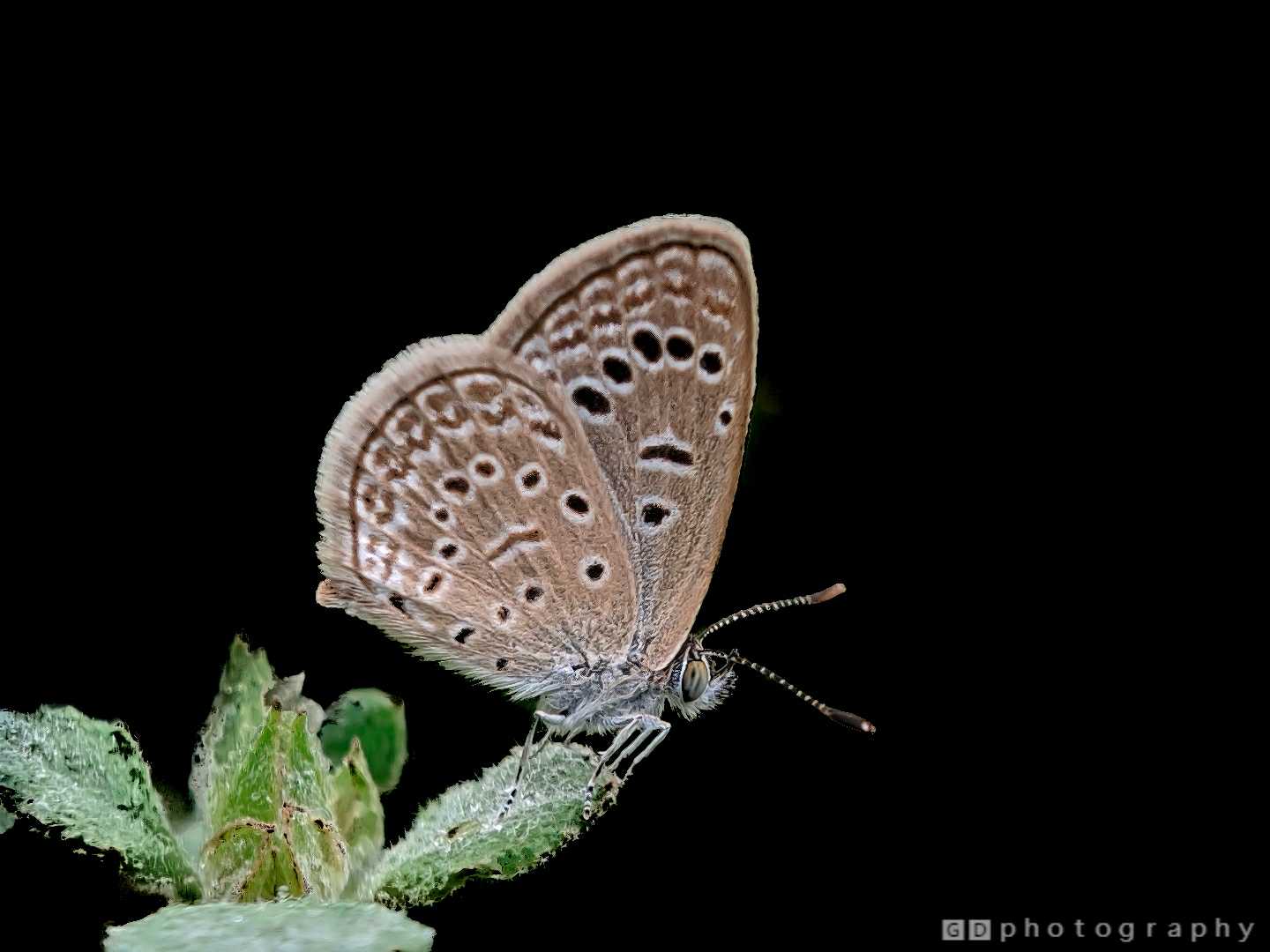 Pale Grass Blue Butterfly 
