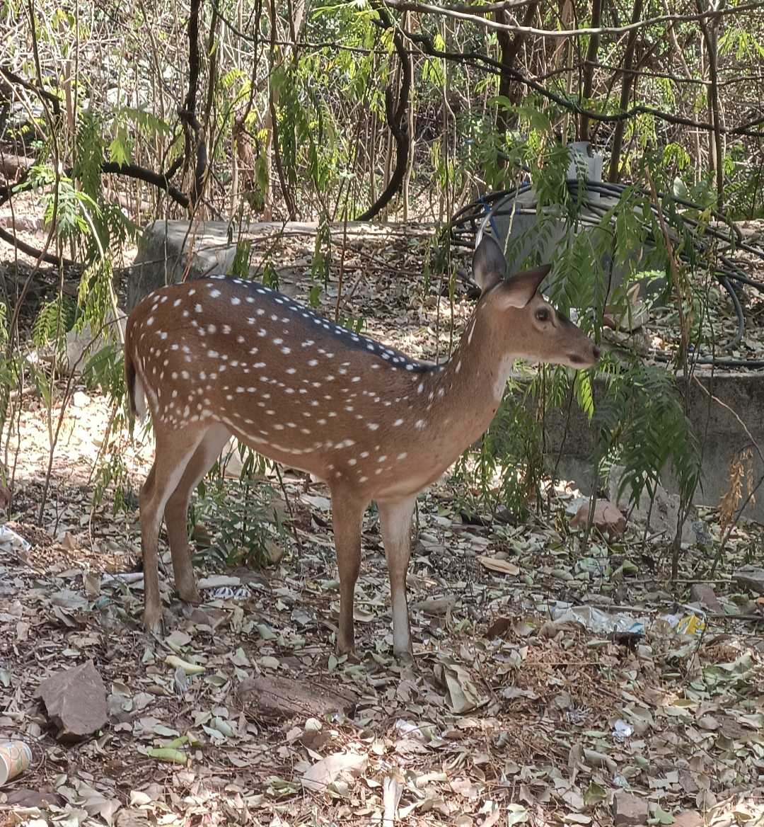 Deer park