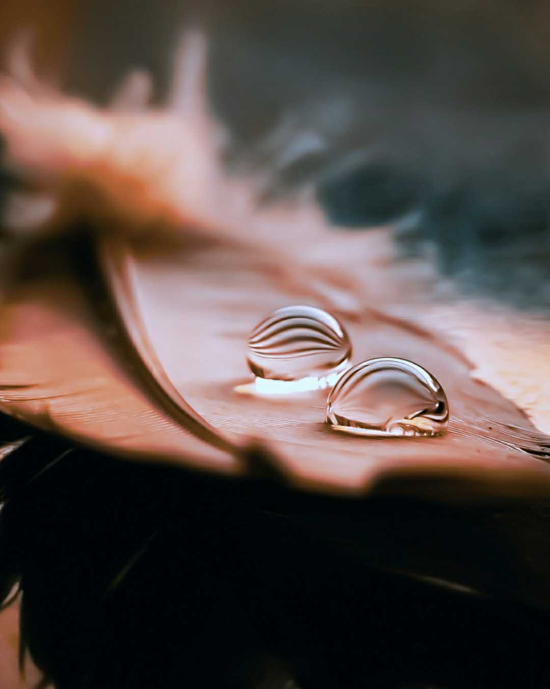 Macro drop 