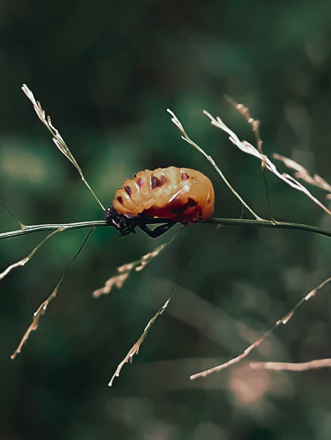 Beetle