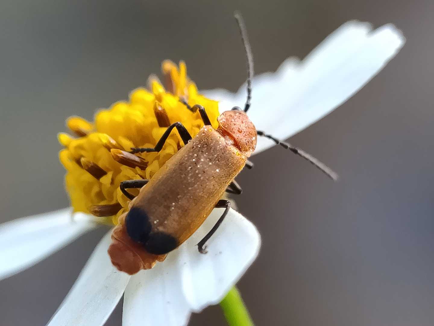 Rhagonycha fulva