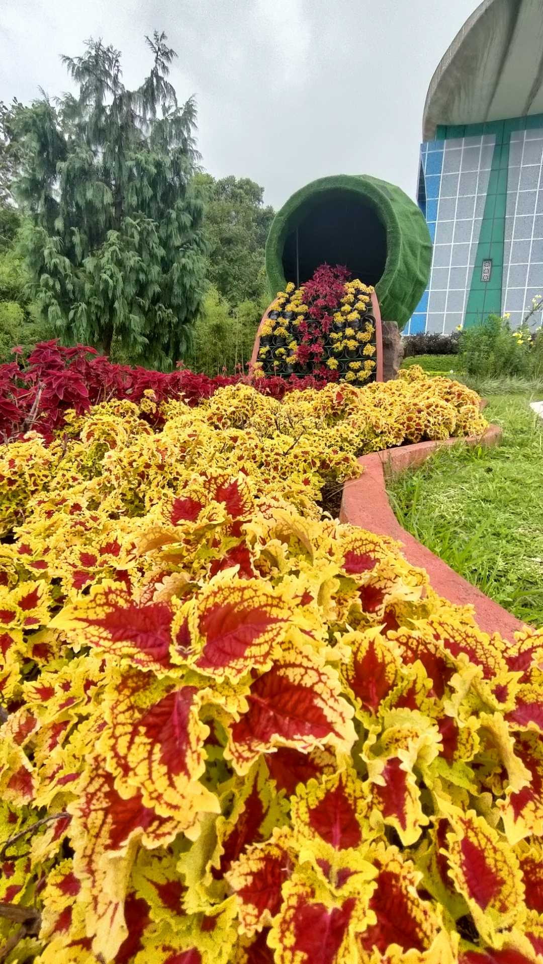 Bunga Miana (Coleus) 