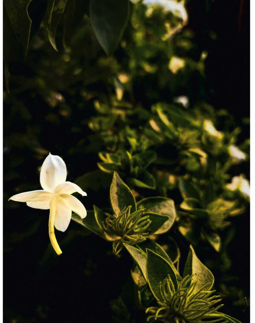 Captured a Falling Flower