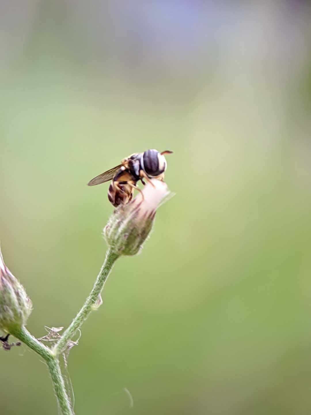 hoverfly