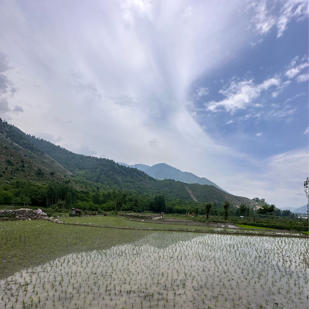 Rice Fields 