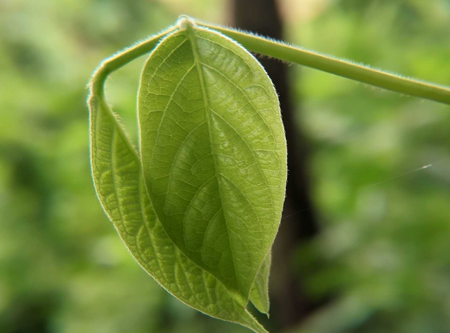 daun rumput