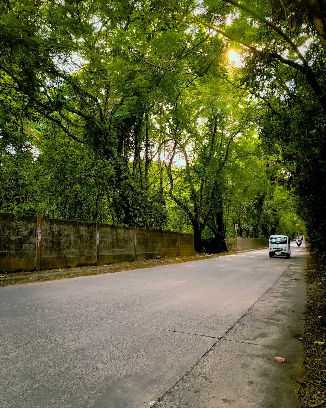 Tree lined road