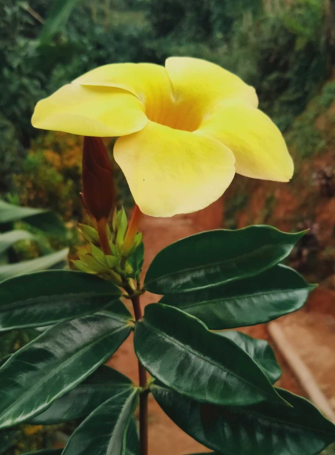 Alamanda
