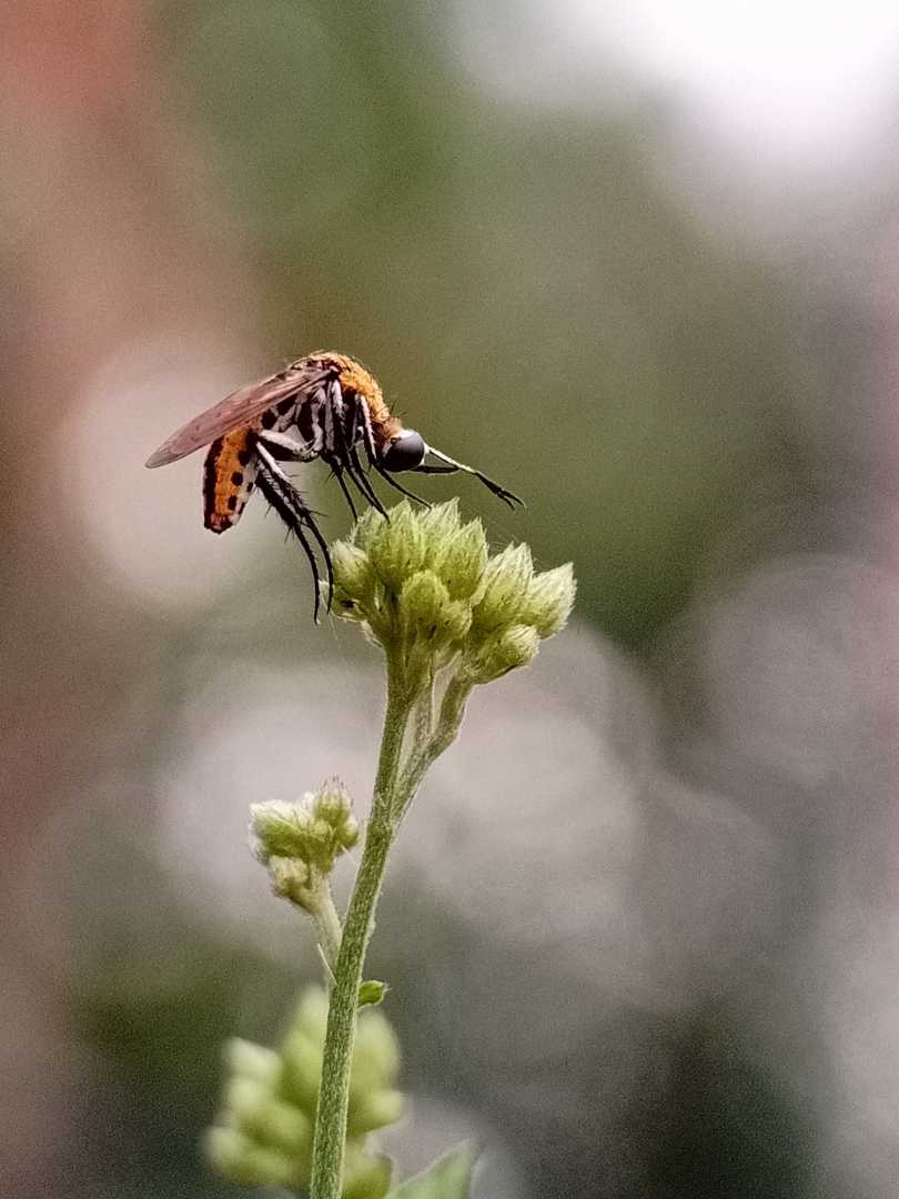toxophora