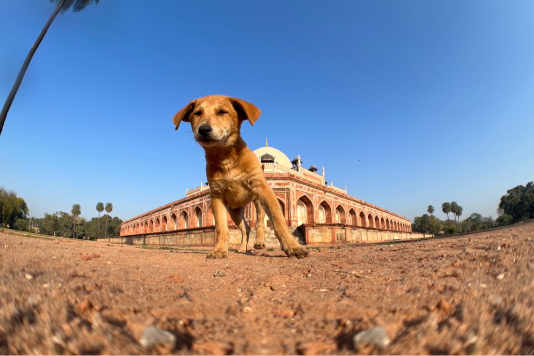 fisheye shoot 